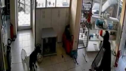Hırsızlar elektrikçiyi soydu, dükkandaki köpek ise olayı şaşkınlıkla izledi