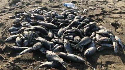 Sahile çok sayıda ölü balık vurdu