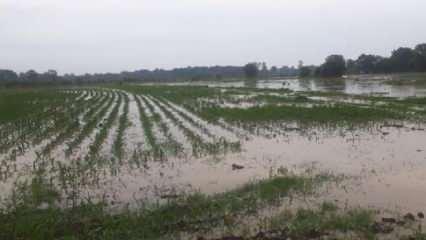 Sakarya'da kanal taştı, tarım arazilerini su bastı