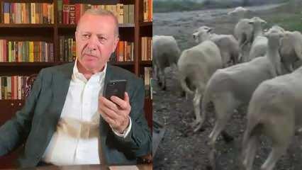 Başkan Erdoğan, hayvanları telef olan çiftçiye 16 koyun gönderdi