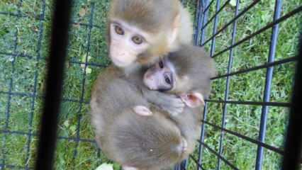  Down sendromlu yavru maymuna kardeşleri bakıyor