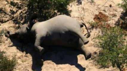 Güney Afrika ülkesi Bostwana’da şüpheli fil ölümleri