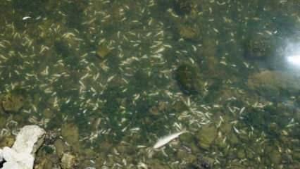 Küçükçekmece Gölü'ndeki balık ölümleri! Bakanlık harekete geçti