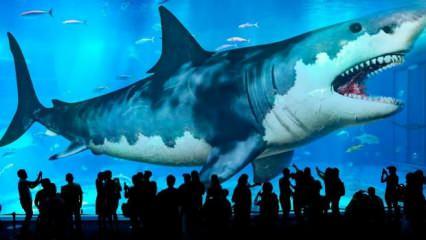 Avustralya'da sörfçü köpek balığı saldırısında öldü