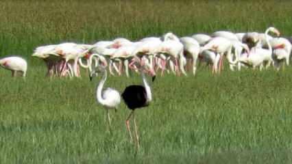 Dünyada çok az rastlanan siyah flamingo Kayseri'de görüntülendi