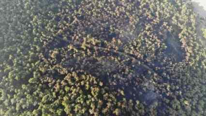 Heybeliada'da yanan ormanlık alan havadan görüntülendi