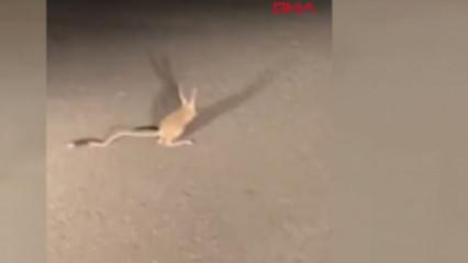 'Kanguru faresi' Ankara'da da görüntülendi