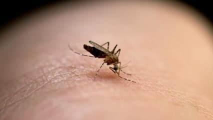 Sivrisineklerin koronavirüsü taşıyıp bulaştırmadığı kanıtlandı