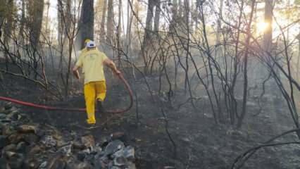 Mangaldan çıkan yangın 7 hektarlık ormanlık alanı yok etti