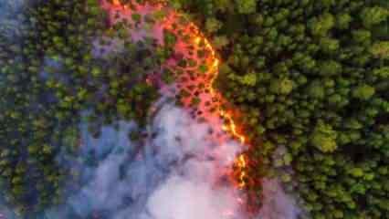 Sibirya'da orman yangını: 24 saatte 28 bin hektarlık alan küle döndü