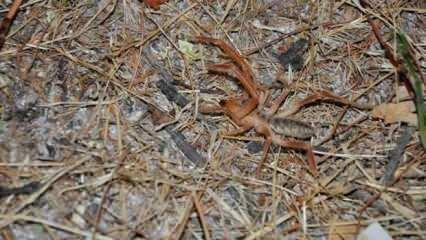 Sarıkız örümceği Malatya'da tedirgin ediyor
