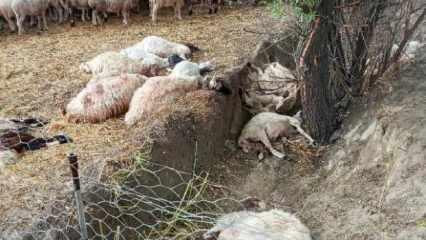 Sürüye yıldırım isabet etti: 40 koyun telef oldu