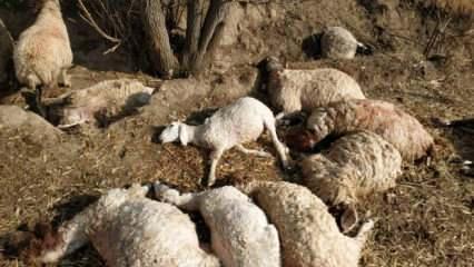 Antalya'da yıldırım 39 koyunu telef etti