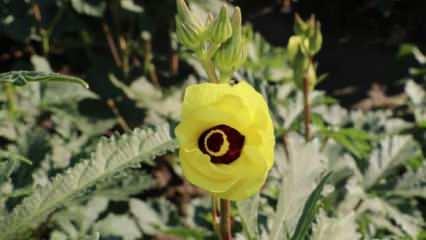 Amasya’nın tescilli gram altını: Çiçek bamyası