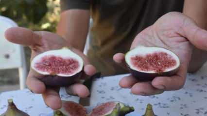  Taze incir ihracatından 39 milyon dolar