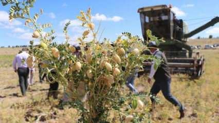 Talas'ta 200 dekar alana ekilen nohudun hasadı yapıldı