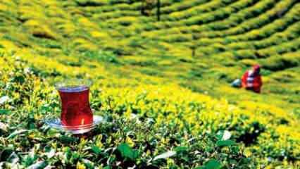 Türk çayı ihracatı yüzde 43 arttı