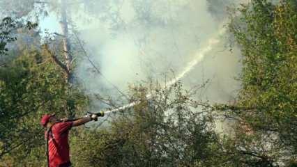 Serik'teki orman yangını 4,5 saat sonra kontrol altına alındı