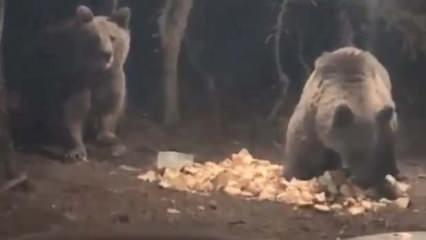 Uludağ'da aç kalan ayılar kamp alanına indi