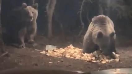 Uludağ’da aç kalan ayılar kamp alanına indi