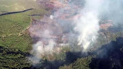 Zonguldak'ta ormanlık alanda yangın