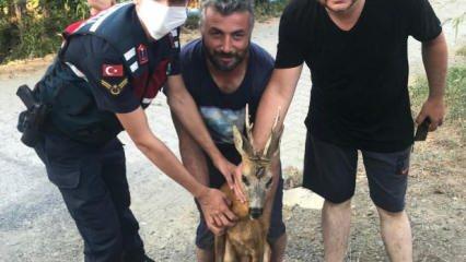 Jandarma ekipleri sıcaktan yorgun düşen yavru geyiği kurtardı