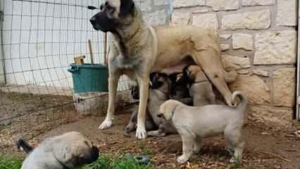 Kangal k&ouml;pekleri yavrularını neden yer? İşte cevabı
