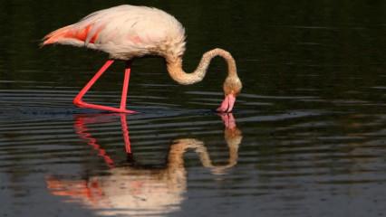 Van Gölü'nde flamingolardan görsel şölen