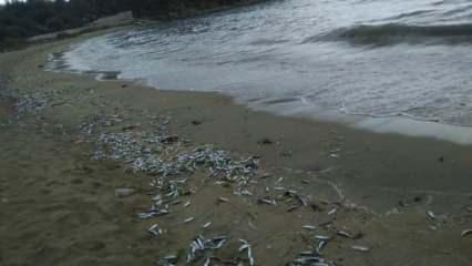 Erdek'te yüzlerce balık sahile vurdu