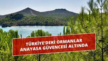 Türkiye’deki ormanlar Anayasa güvencesi altında 