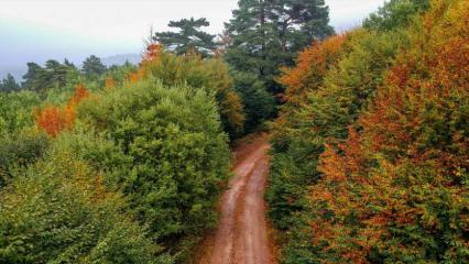 Domaniç Dağları'nda sonbaharın ilk renkleri