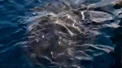 Önemli uyarı: Dev vatoz balığı, büyük tehlike oluşturabilir