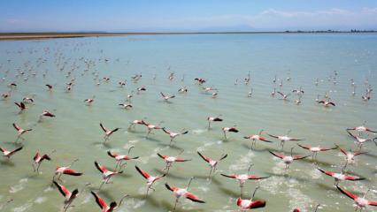 Flamingoların Bitlis durağı Arin Gölü