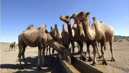 İlk kez duyacaksınız! Hayvanlar hakkında şaşırtan ger&ccedil;ekler!