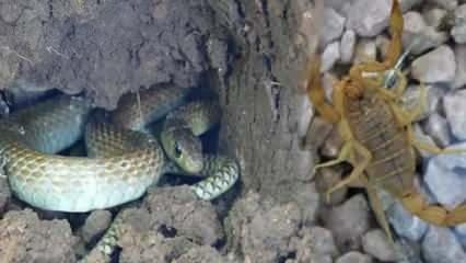 Mahallelinin yılan ve akrep korkusu!