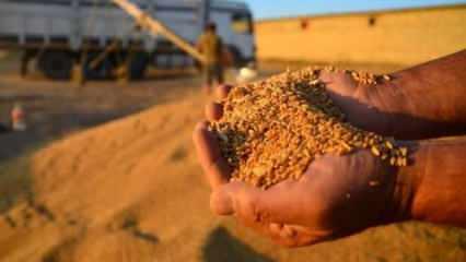 Buğdayda yüzde 8 artış bekleniyor