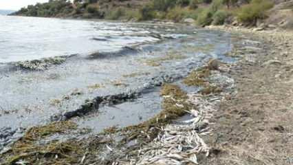 Bafa Gölü'nde yüzlerce balık kıyıya vurdu
