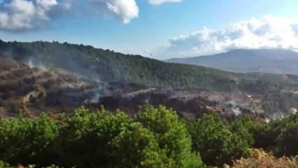 Bergama'dan yayılan yangında 100 hektar orman kül oldu