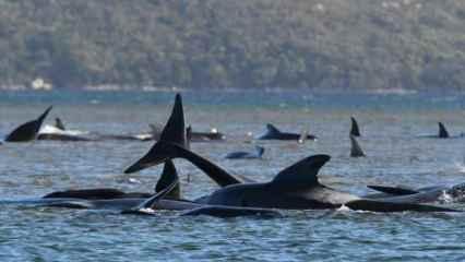 Kurtarma çalışmaları sürüyor: Yüzlerce balina kıyıya vurdu!