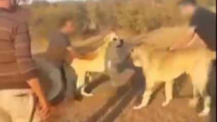 Bahis karşılığında Kangal köpeklerini dövüştürdüler