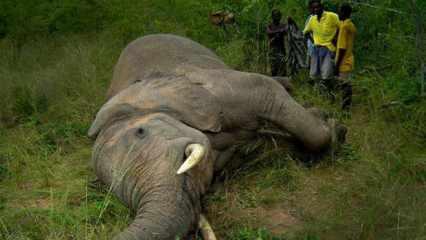 Gizemli hastalık hızla yayılıyor: 34 fil hayatını kaybetti