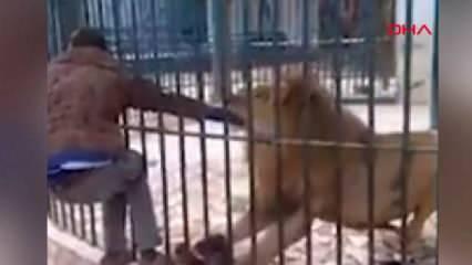 Hayvanat bahçesinde dehşet! Aslana kolunu kaptırdı!