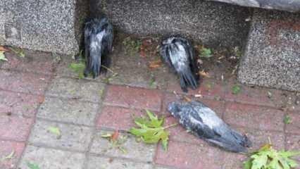 Kadıköy'de dolu nedeniyle kuşlar öldü
