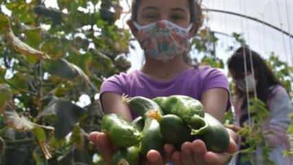 Öğrenciler okul bahçesindeki serada organik sebze ve meyve üretiyor