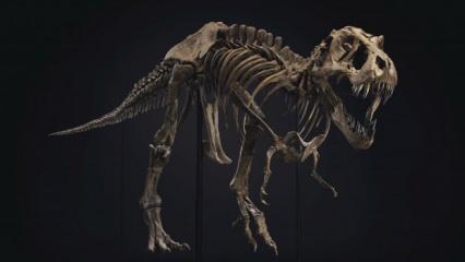 67 milyon yıllık T-rex iskeleti 31.85 milyon dolara alıcı buldu