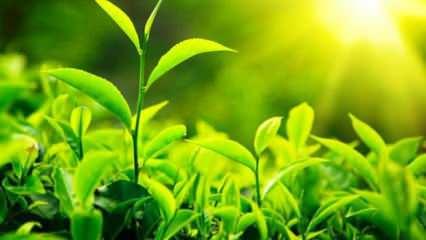  Yapay fotosentez teknolojisi iklim dostu üretime destek veriyor