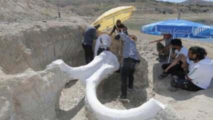 Kayseri'de 400'den fazla fosil gün yüzüne çıkarıldı