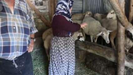 Bolu'da kurt sürüsü saldırdı, 21 koyun telef oldu