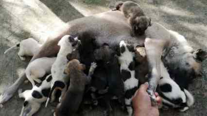 Kangal köpeği bir defada 17 yavru doğurdu