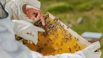 Korkutan gelişmenin sebebi belli oldu! Tehlikeli seviyeye ulaştı: milyonlarca arı öldü